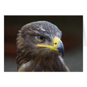Steppe Eagle Close-Up Portrait