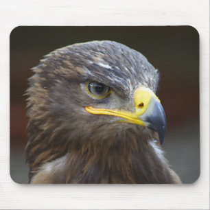 Steppe Eagle Close-Up Portrait Mouse Mat