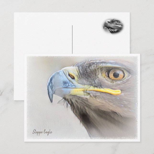 Steppe Eagle Postcard (Front/Back)