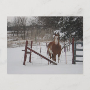 Stepper In The Snow Postcard