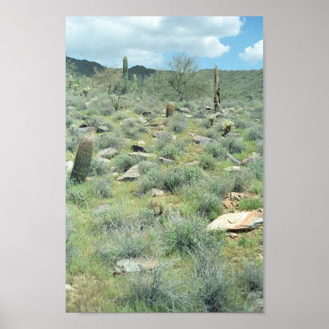 Stepping Stones Sonoran Desert Art Print Posters (Front)