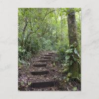 Steps ascending on path. Tropical Cloud Forest