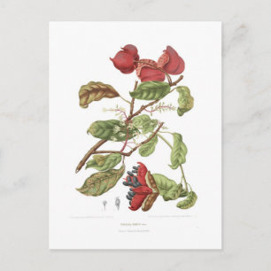 Sterculia nobilis postcard
