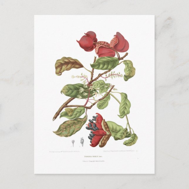 Sterculia nobilis postcard (Front)