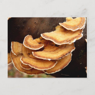 Stereum Hirsutum Fungi Postcard
