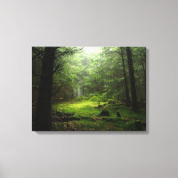 Sterious Forest