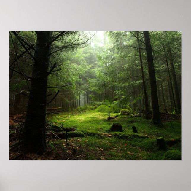 Sterious Forest Poster (Front)