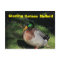 Sterling Kansas Mallard Post Card