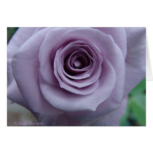 Sterling Silver Rose Card Design (Front Horizontal)