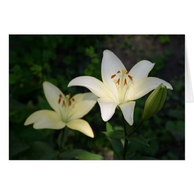 Sterling Star Lilies card (Front Horizontal)