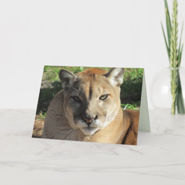 Stern Cougar Birthday Card (Front)