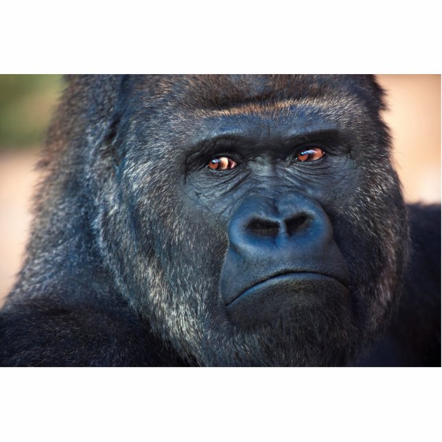 Stern Gorilla Face Standing Photo Sculpture (Front)