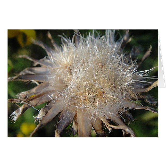 Sternförmige Strohblüte, Grusskarte, blanko (Front Horizontal)