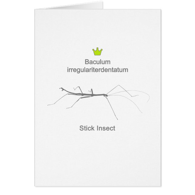 Stick Insect g5 (Front)