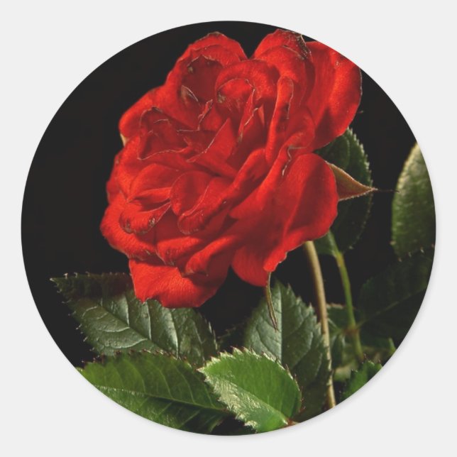 Sticker: A Beauty of a Rose Classic Round Sticker (Front)
