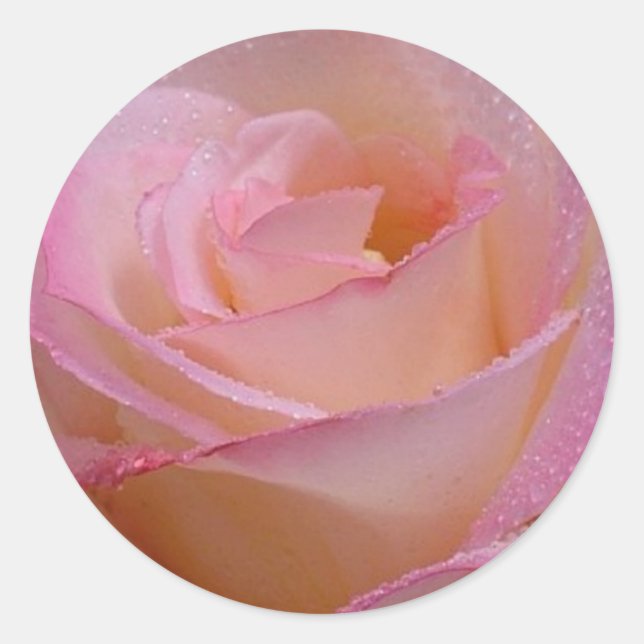Sticker Beautiful Pink Rose (Front)