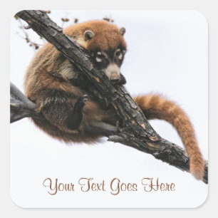 Sticker: Coatimundi #5 (Square) Square Sticker