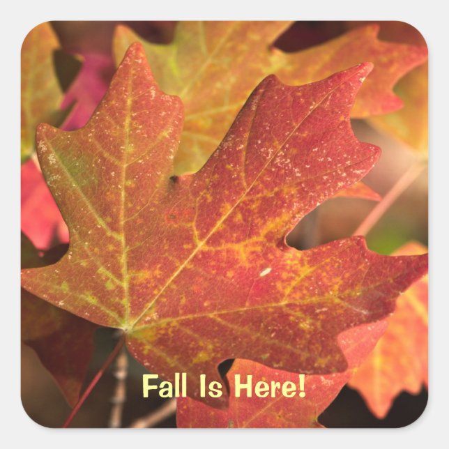 Sticker: Colours Of Fall (Square) Square Sticker (Front)