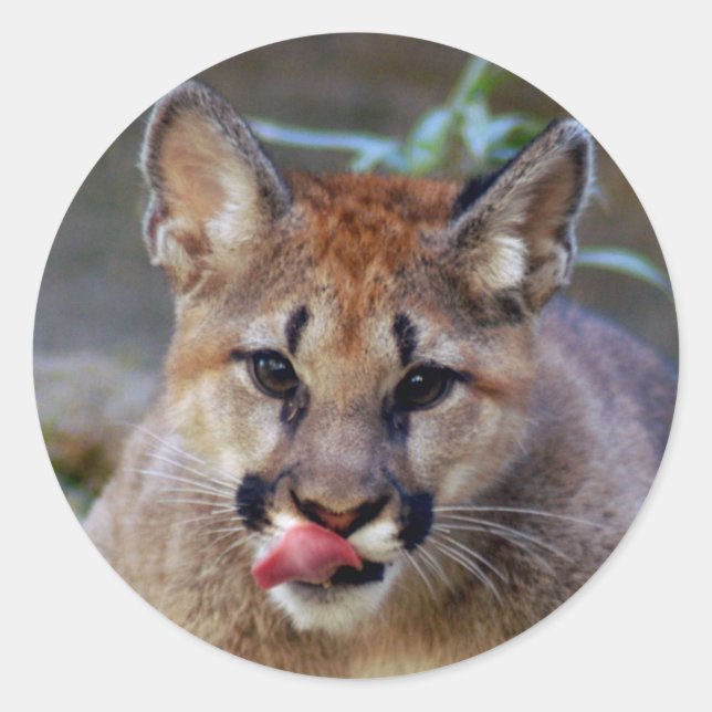 Sticker-cougar-cub10x10 Classic Round Sticker (Front)