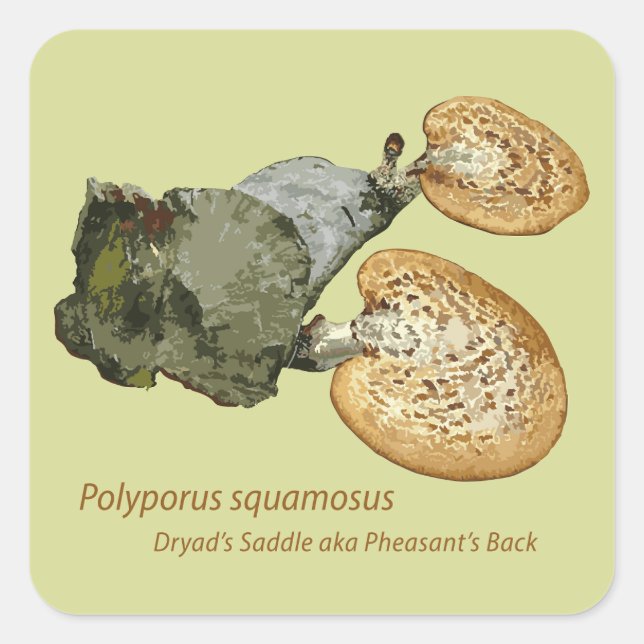 Sticker Dryad's Saddle Polyporus squamosus (Front)
