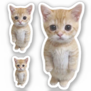 Sticker El Gato Cat Meme 3 Pack