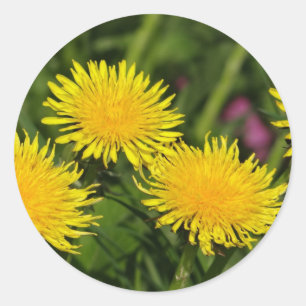 Sticker four dandelions