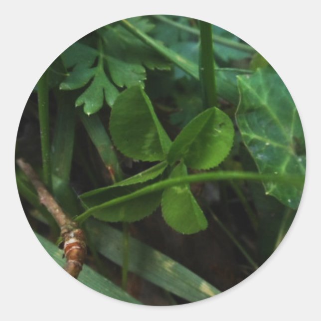 Sticker Four Leaf Clover (Front)
