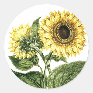Sticker Heirloom Sunflower Botanical Floral Flower