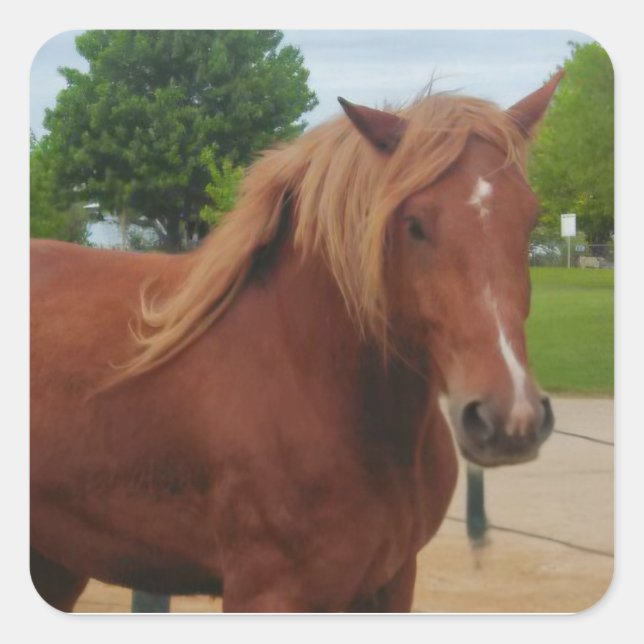 Sticker Horse Country Western Equine Note (Front)