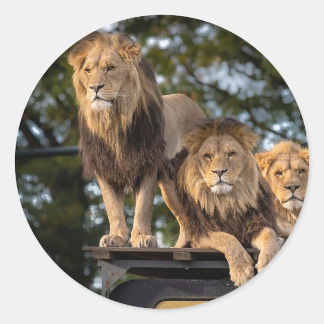 Sticker lion (Front)