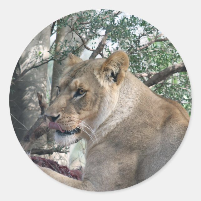 Sticker lion (Front)