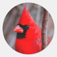 Sticker, male Cardinal red bird, "Chipper's smile"