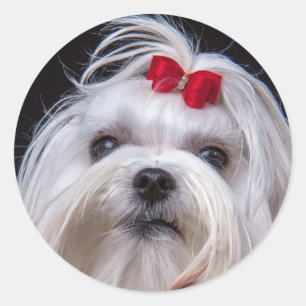 Sticker of maltese small white toy dog