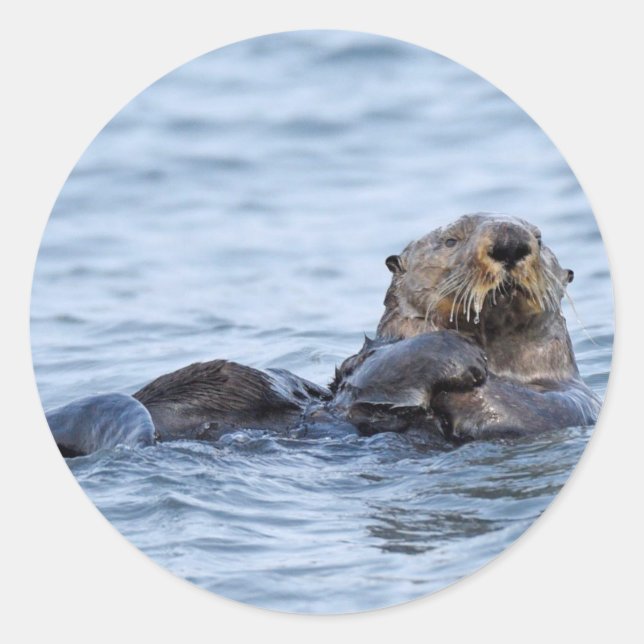 Sticker of otter (Front)
