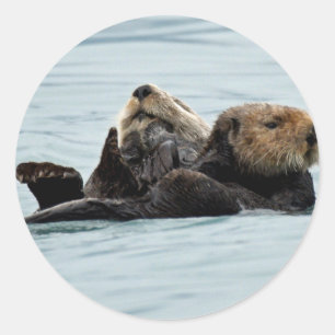 Sticker of otters