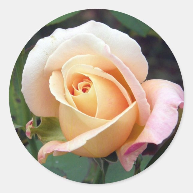 sticker - Pale Peach Rosebud (Front)