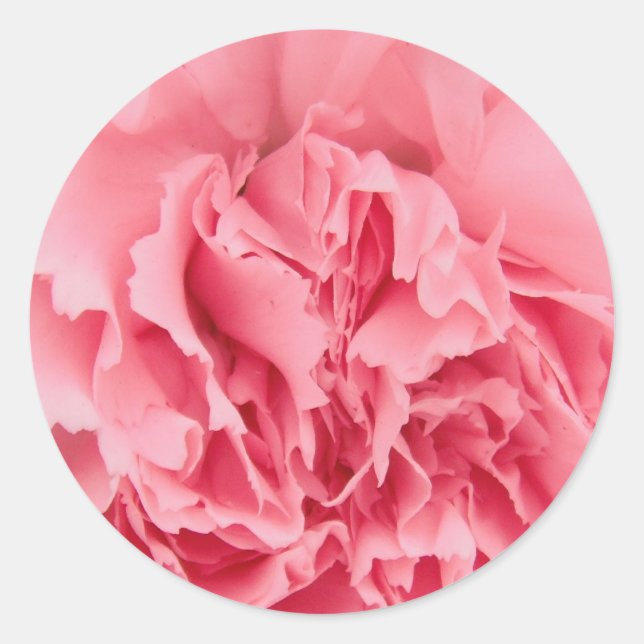Sticker Pink Carnation Close Up (Front)