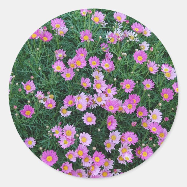 Sticker-Pink Flower Classic Round Sticker (Front)