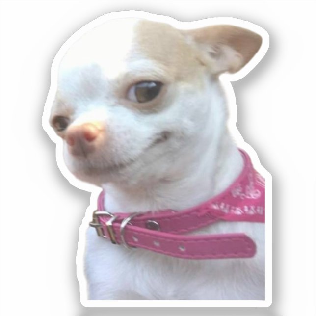 Sticker Pretty Chihuahua Dog Meme (Front)
