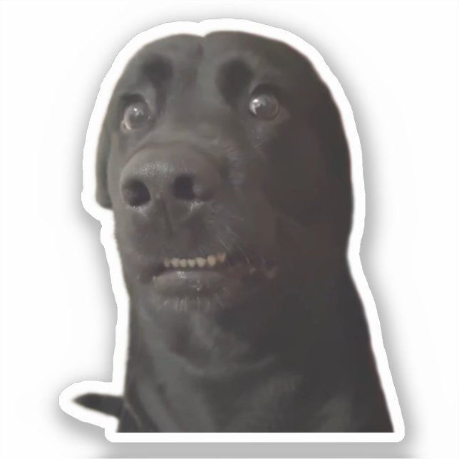Sticker Scared Dog Meme (Front)