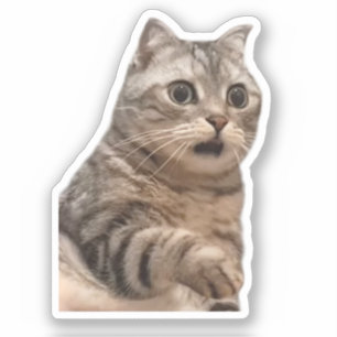 Sticker Shocked Cat Meme