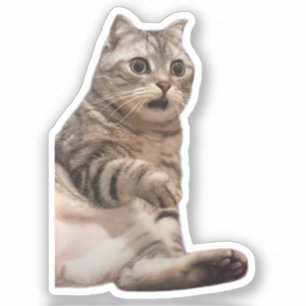 Sticker Shocked Cat Meme
