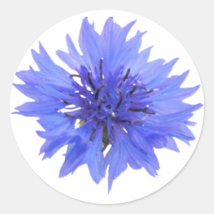 sticker - single blue cornflower