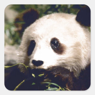 Sticker Wildlife White Sweet Panda Bear Face