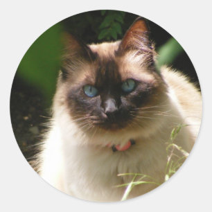 Sticker with beautiful cat