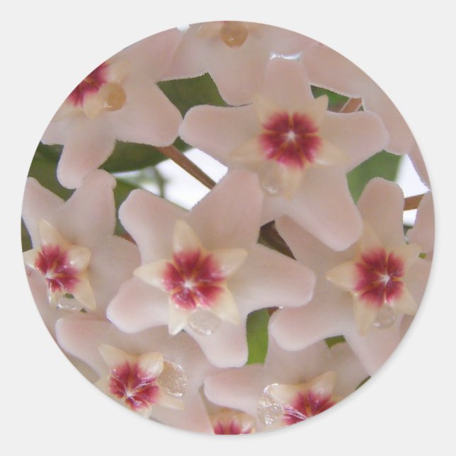 Sticker with Hoya carnosa flowers (Front)