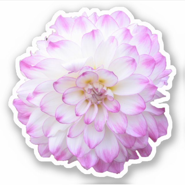 Sticker with pink and white dahlia (Front)