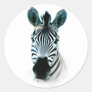 Sticker with zebra head portrait in africa