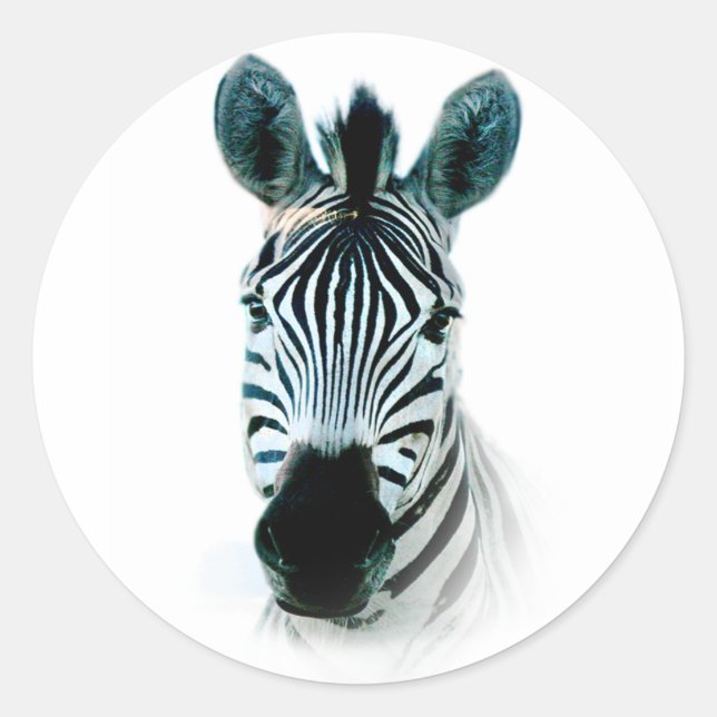 Sticker with zebra head portrait in africa (Front)