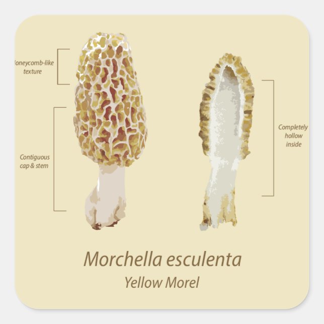 Sticker Yellow Morel Morchella esculenta (Front)